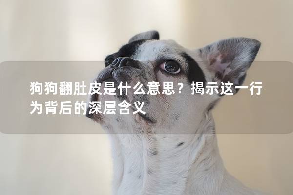 狗狗翻肚皮是什么意思？揭示這一行為背后的深層含義
