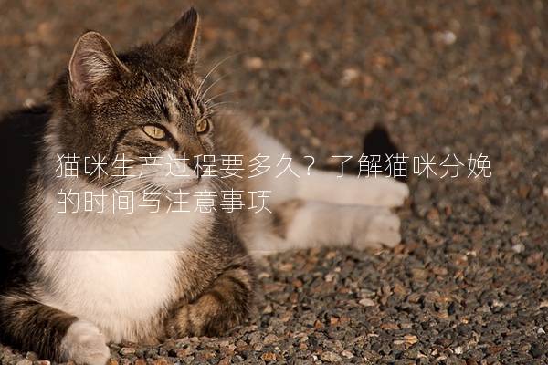貓咪生產過程要多久？了解貓咪分娩的時間與注意事項
