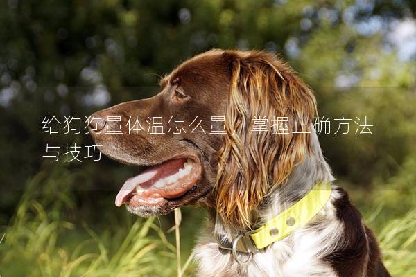 給狗狗量體溫怎么量,掌握正確方法與技巧 給狗狗量體溫怎么量,掌握正確方法與技巧