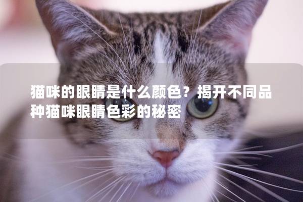 貓咪的眼睛是什么顏色？揭開不同品種貓咪眼睛色彩的秘密