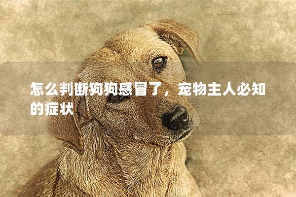 怎么判斷狗狗感冒了,寵物主人必知的癥狀 怎么判斷狗狗感冒了,寵物主人必知的癥狀