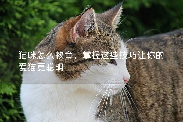 貓咪怎么教育，掌握這些技巧讓你的愛(ài)貓更聰明