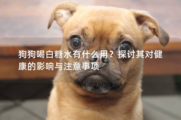 狗狗喝白糖水有什么用？探討其對健康的影響與注意事項