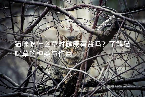 貓咪吃什么草對健康有益嗎？了解貓咪草的種類與作用