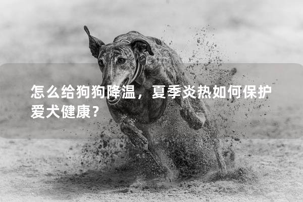 怎么給狗狗降溫，夏季炎熱如何保護(hù)愛犬健康？