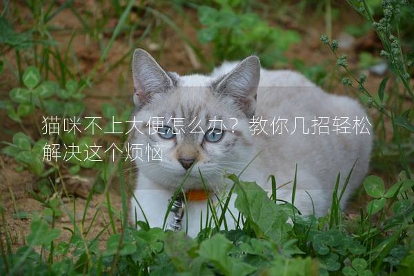 貓咪不上大便怎么辦？教你幾招輕松解決這個煩惱