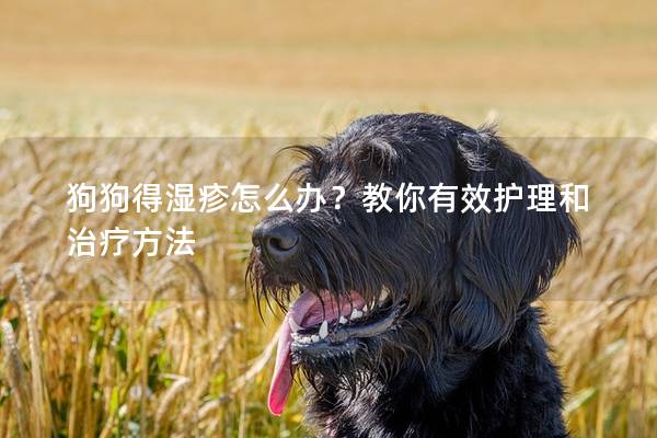 狗狗得濕疹怎么辦？教你有效護理和治療方法
