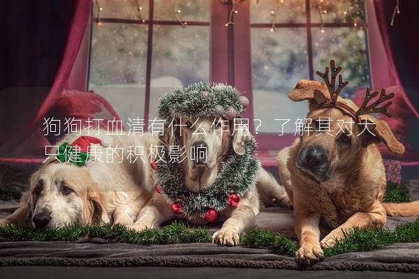 狗狗打血清有什么作用？了解其對犬只健康的積極影響