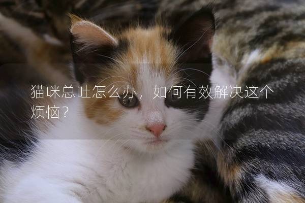 貓咪總吐怎么辦，如何有效解決這個煩惱？