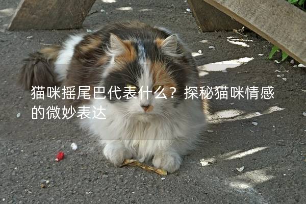 貓咪搖尾巴代表什么？探秘貓咪情感的微妙表達
