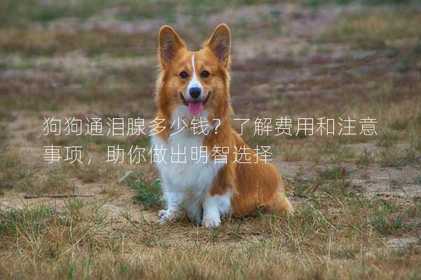 狗狗通淚腺多少錢？了解費用和注意事項，助你做出明智選擇