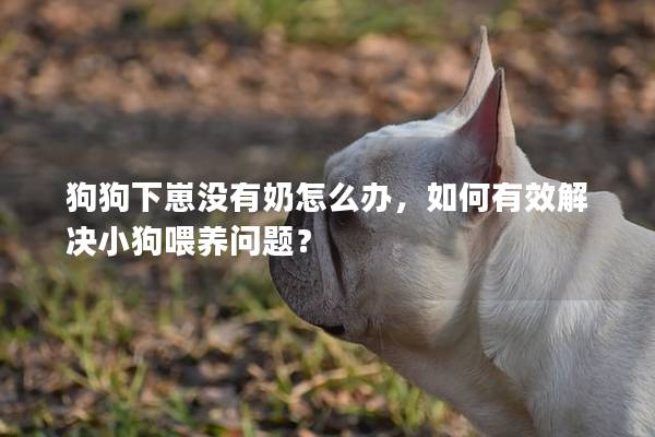 狗狗下崽沒有奶怎么辦,如何有效解決小狗喂養問題? 狗狗下崽沒有奶怎么辦,如何有效解決小狗喂養問題?