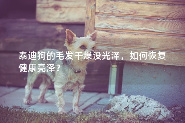 泰迪狗的毛發(fā)干燥沒光澤，如何恢復(fù)健康亮澤？
