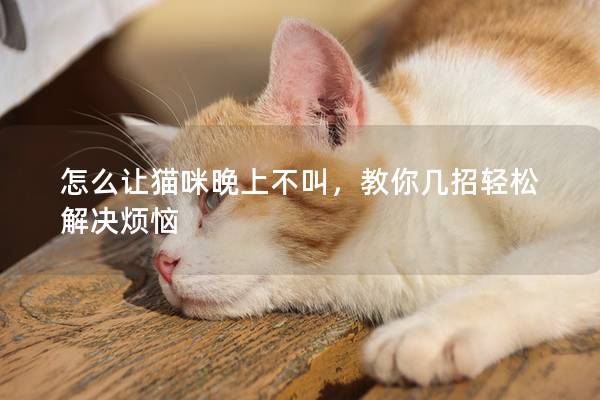 怎么讓貓咪晚上不叫，教你幾招輕松解決煩惱