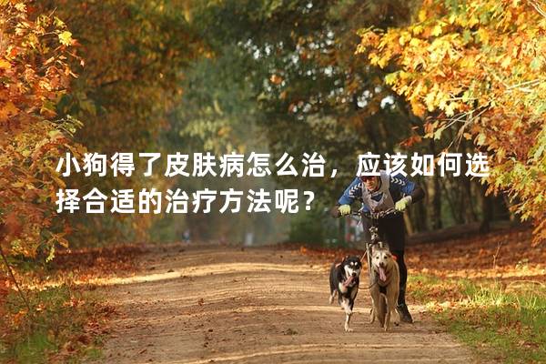 小狗得了皮膚病怎么治，應該如何選擇合適的治療方法呢？