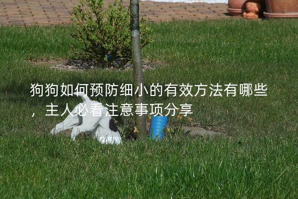 狗狗如何預(yù)防細(xì)小的有效方法有哪些，主人必看注意事項分享