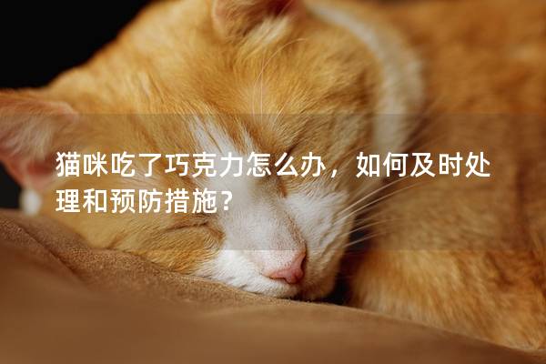 貓咪吃了巧克力怎么辦，如何及時處理和預防措施？