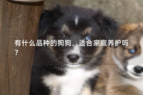 有什么品種的狗狗，適合家庭養護嗎？