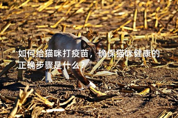 如何給貓咪打疫苗，確保貓咪健康的正確步驟是什么？