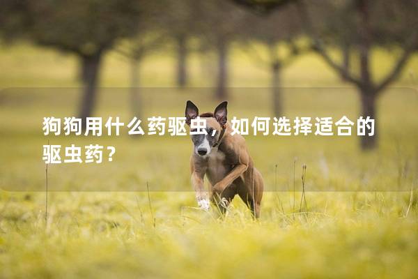 狗狗用什么藥驅蟲，如何選擇適合的驅蟲藥？