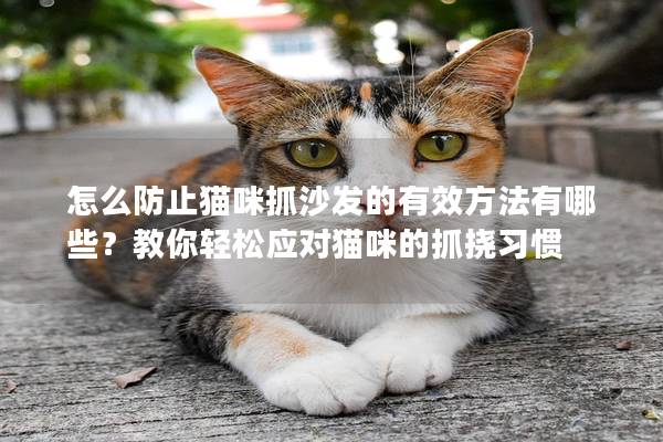 怎么防止貓咪抓沙發(fā)的有效方法有哪些？教你輕松應對貓咪的抓撓習慣