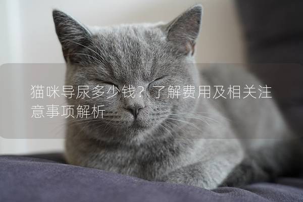 貓咪導尿多少錢？了解費用及相關注意事項解析
