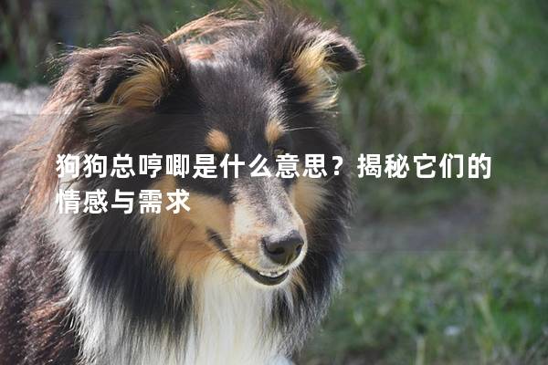 狗狗總哼唧是什么意思？揭秘它們的情感與需求