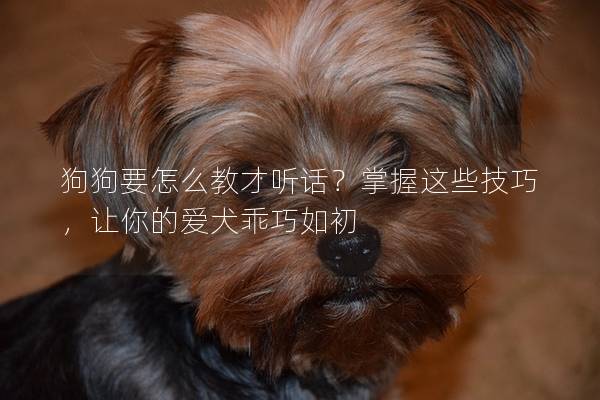 狗狗要怎么教才聽話？掌握這些技巧，讓你的愛犬乖巧如初