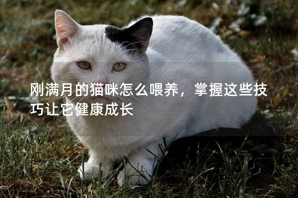 剛滿月的貓咪怎么喂養，掌握這些技巧讓它健康成長