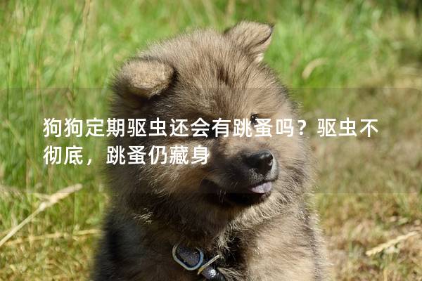 狗狗定期驅蟲還會有跳蚤嗎？驅蟲不徹底，跳蚤仍藏身