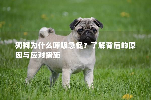 狗狗為什么呼吸急促？了解背后的原因與應對措施
