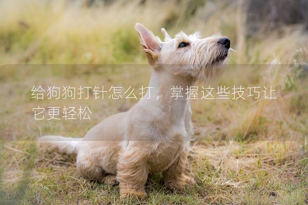 給狗狗打針怎么打，掌握這些技巧讓它更輕松