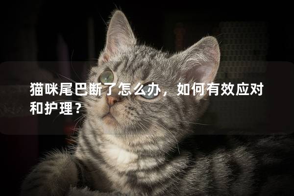 貓咪尾巴斷了怎么辦，如何有效應(yīng)對(duì)和護(hù)理？