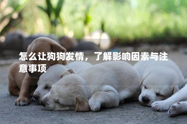 怎么讓狗狗發(fā)情，了解影響因素與注意事項