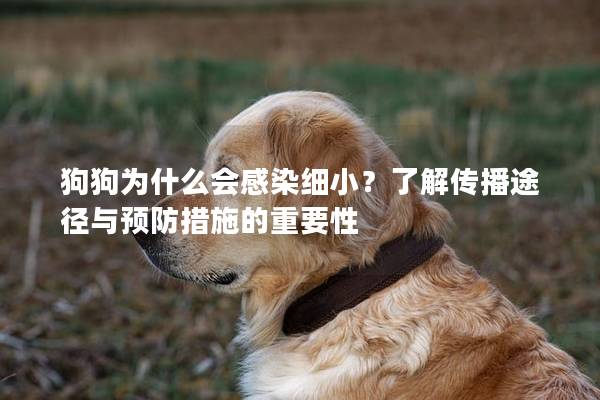 狗狗為什么會感染細(xì)??？了解傳播途徑與預(yù)防措施的重要性