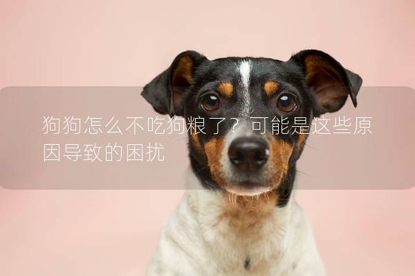 狗狗怎么不吃狗糧了？可能是這些原因導致的困擾
