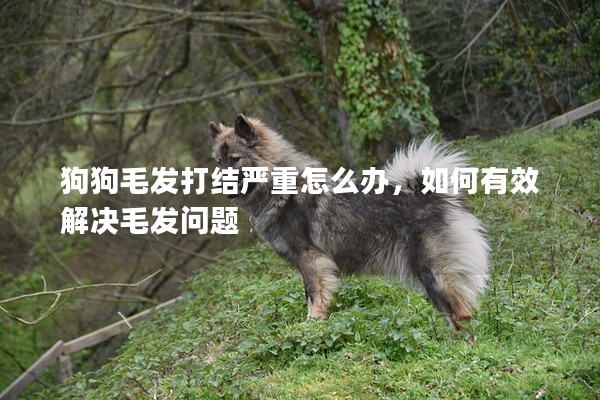 狗狗毛發(fā)打結(jié)嚴重怎么辦，如何有效解決毛發(fā)問題