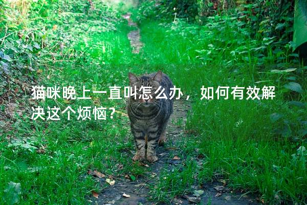 貓咪晚上一直叫怎么辦，如何有效解決這個煩惱？