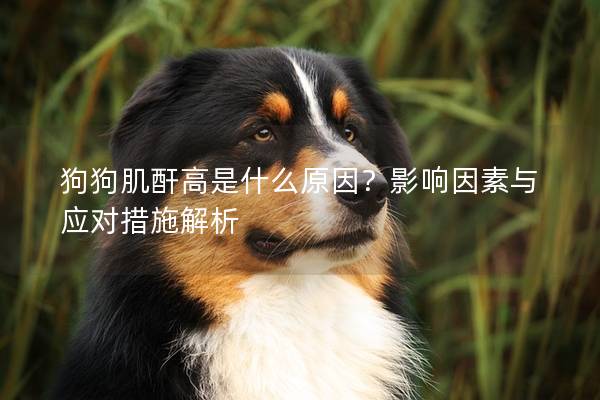 狗狗肌酐高是什么原因？影響因素與應對措施解析