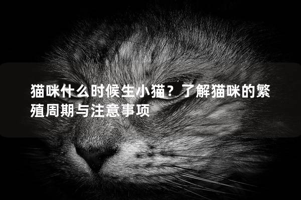 貓咪什么時候生小貓？了解貓咪的繁殖周期與注意事項