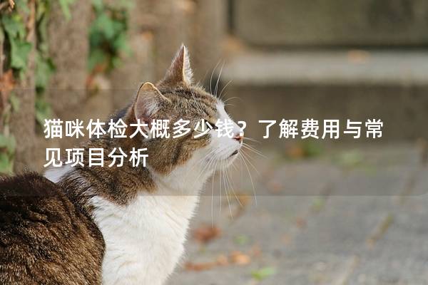 貓咪體檢大概多少錢？了解費用與常見項目分析