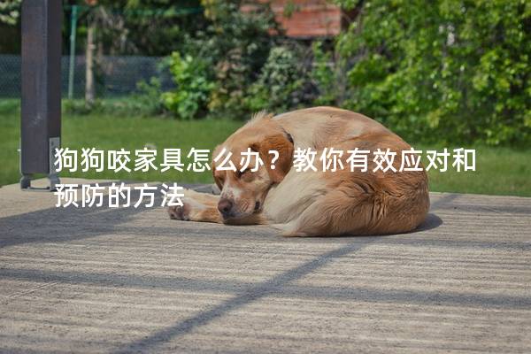 狗狗咬家具怎么辦？教你有效應(yīng)對和預(yù)防的方法