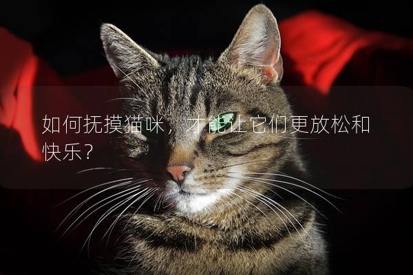 如何撫摸貓咪，才能讓它們更放松和快樂(lè)？