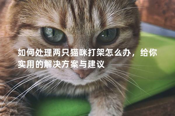 如何處理兩只貓咪打架怎么辦，給你實用的解決方案與建議