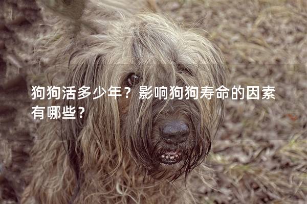 狗狗活多少年？影響狗狗壽命的因素有哪些？