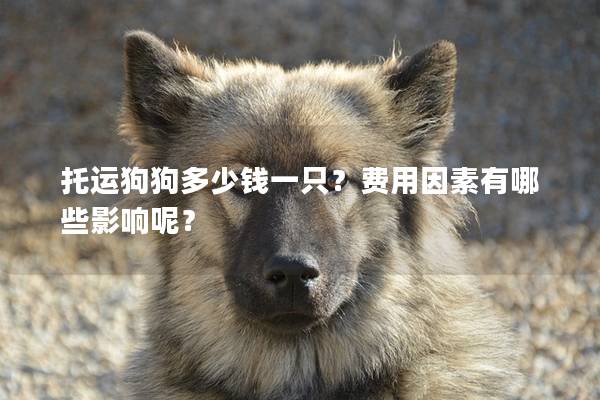 托運(yùn)狗狗多少錢(qián)一只？費(fèi)用因素有哪些影響呢？