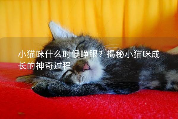 小貓咪什么時候睜眼？揭秘小貓咪成長的神奇過程