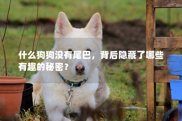 什么狗狗沒有尾巴，背后隱藏了哪些有趣的秘密？