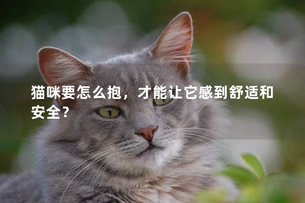 貓咪要怎么抱，才能讓它感到舒適和安全？