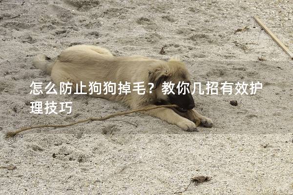 怎么防止狗狗掉毛？教你幾招有效護理技巧